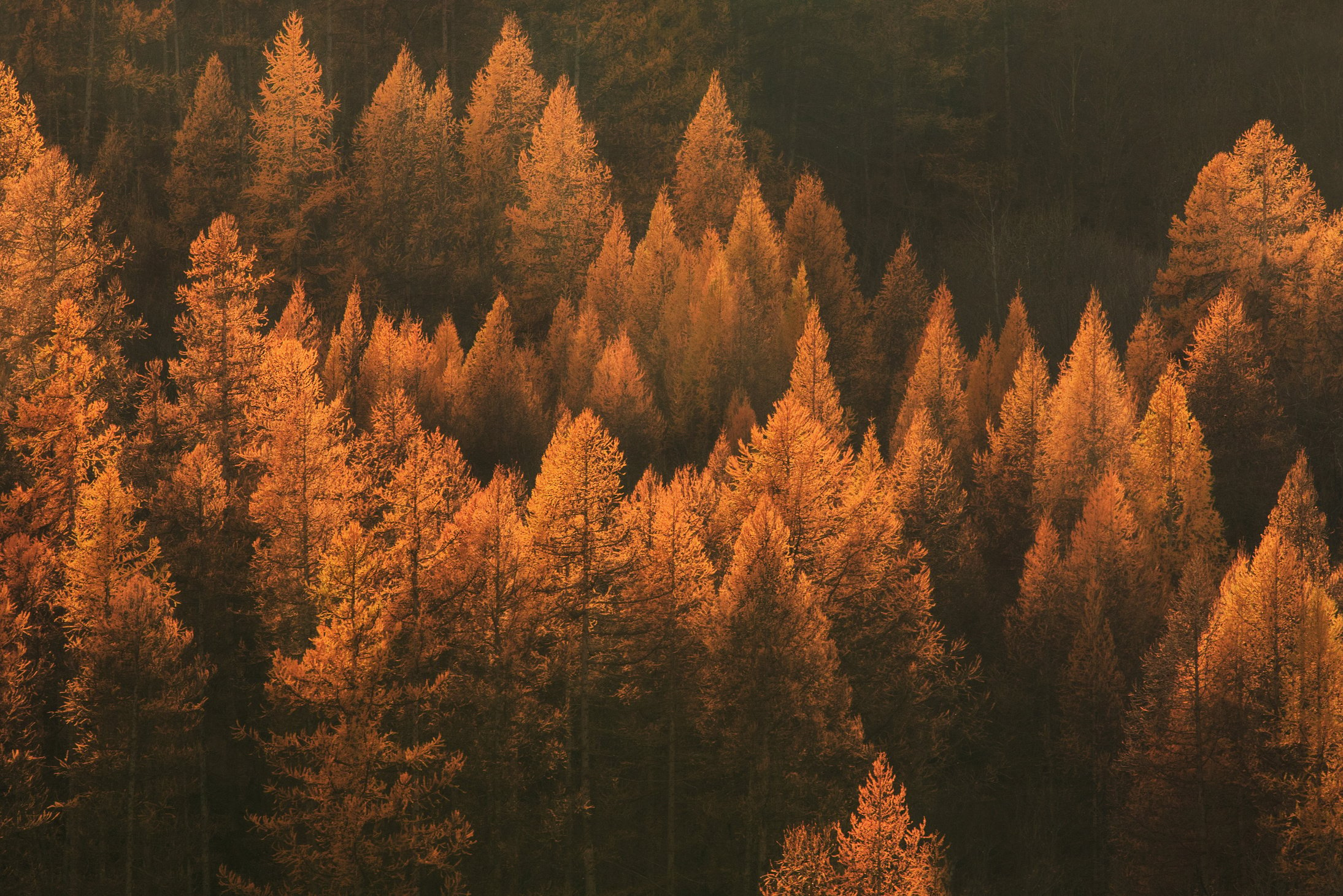 Autumn Trees