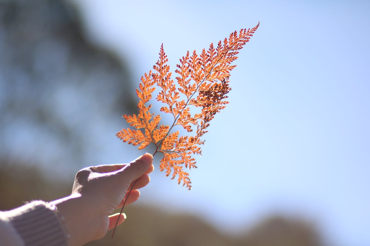 Autumn Leaves